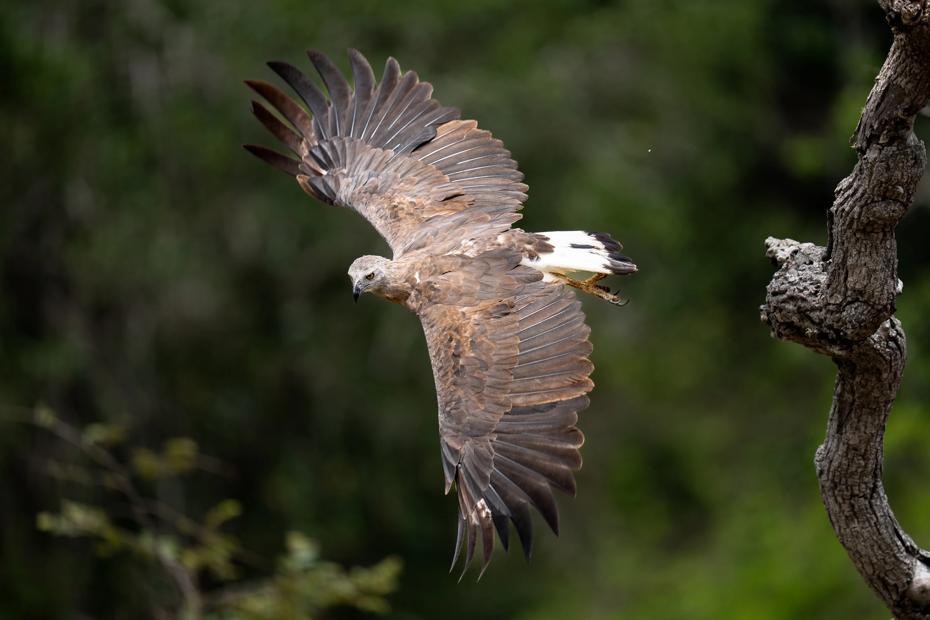 Sri Lanka Leopard Intensive gallery image 4